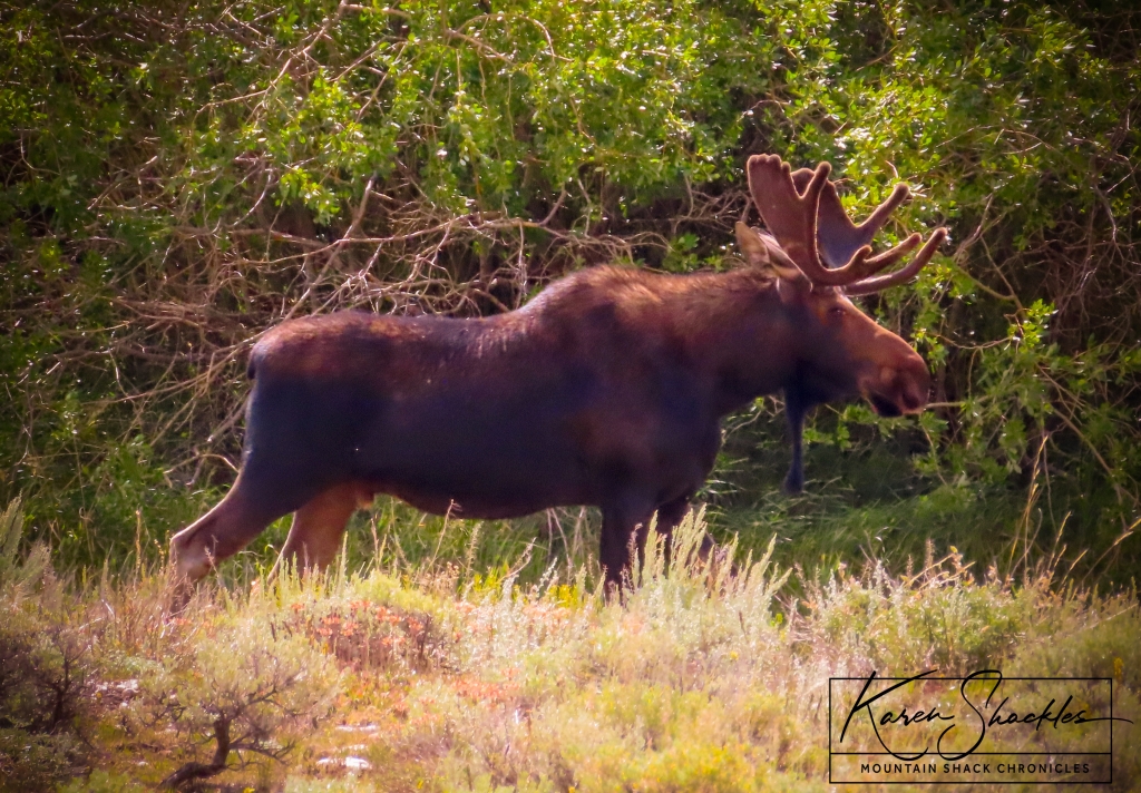 A bull moose at least as tall as a horse walking through our yard.